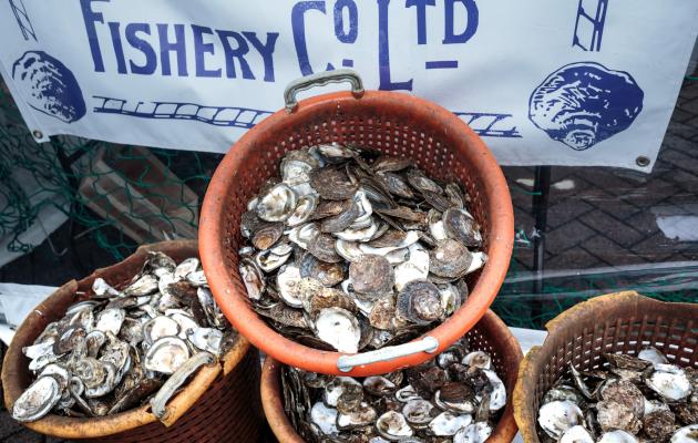 Oyster shels at Stranraer Oyster Festival 2023
