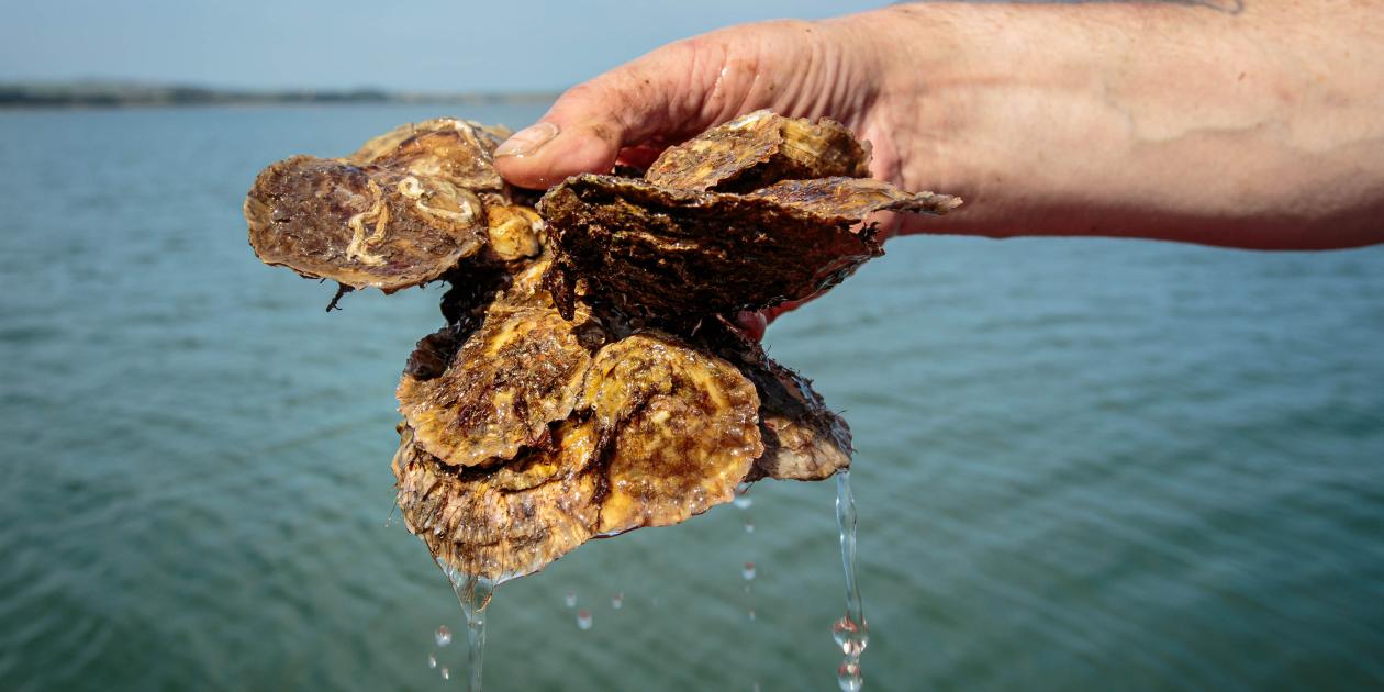 Loch Ryan native oysters