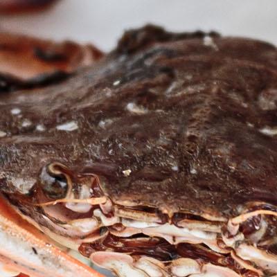 crab in a shell